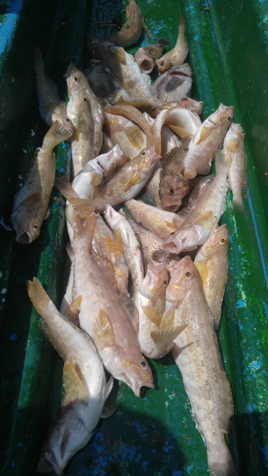 4월29일 아라호 시간낚시