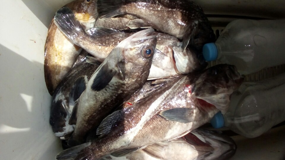 6월5일 올스타호 먼바다우럭출조 3부