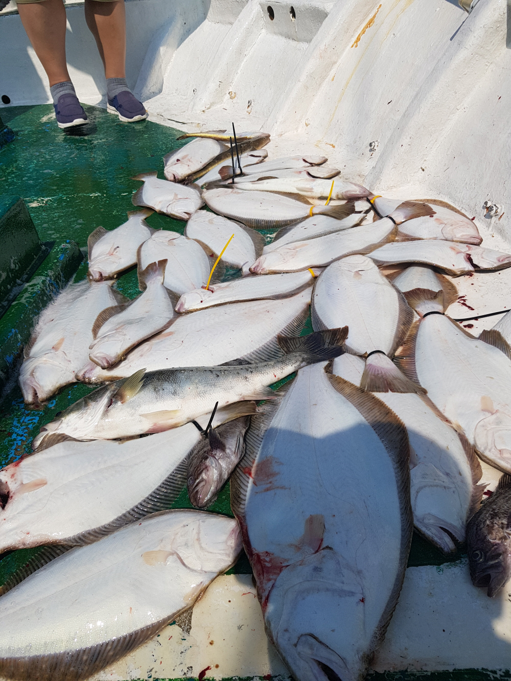 8월5일 아라호 광어다운샷&외수질출조