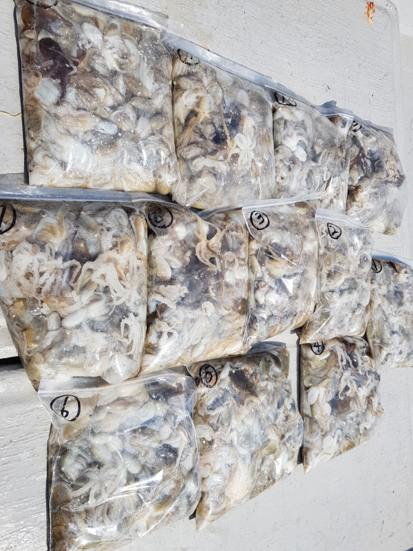 8월31일 올스타호 쭈꾸미출조 조황