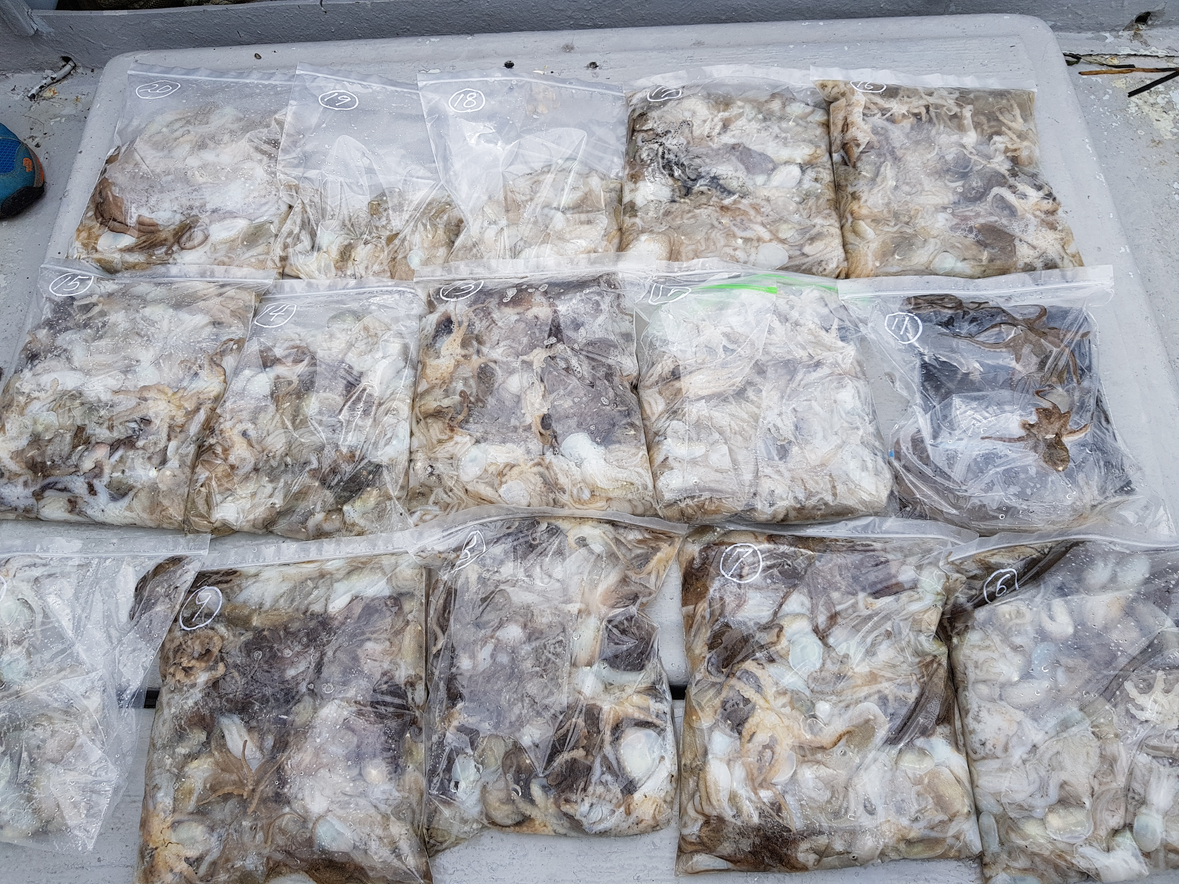 8월27일 올스타호 쭈꾸미 탐사조뢍