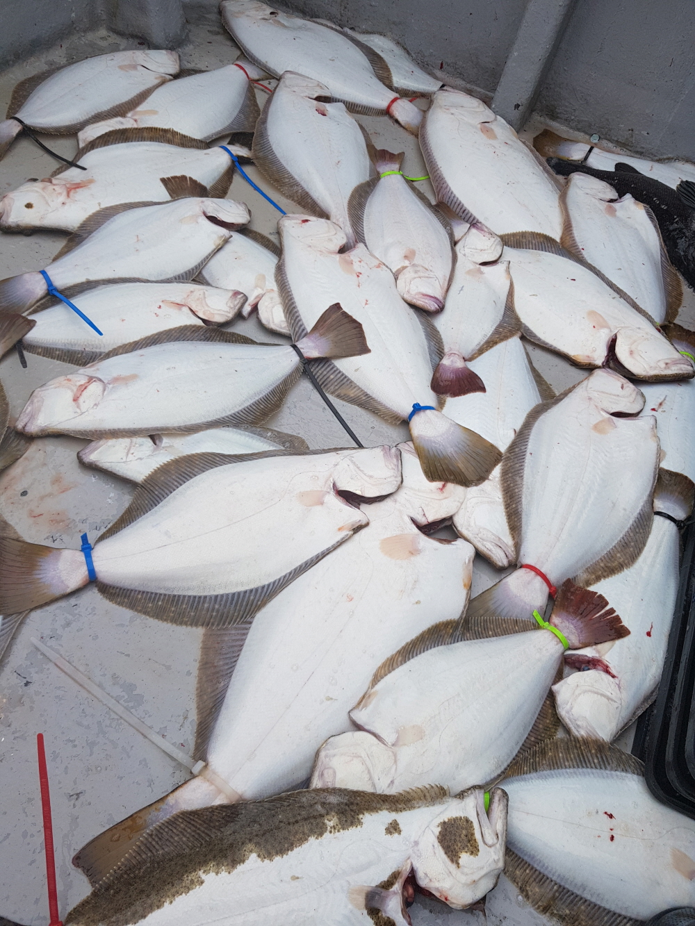 8월13일 올스타호 광어다운샷출조