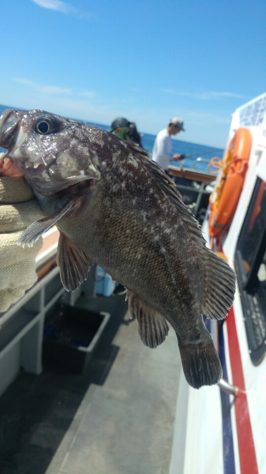 8월26일 아라호 먼~바다출조