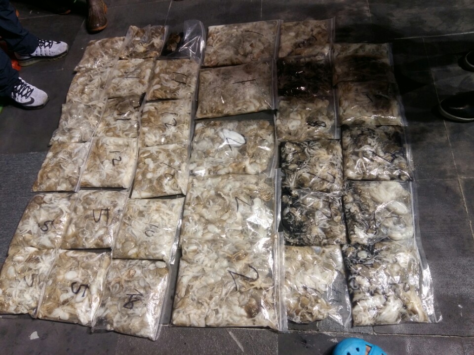 9월5일 아라호 야간 쭈꾸미