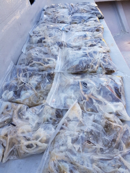 9월17일 올스타호 쭈꾸미