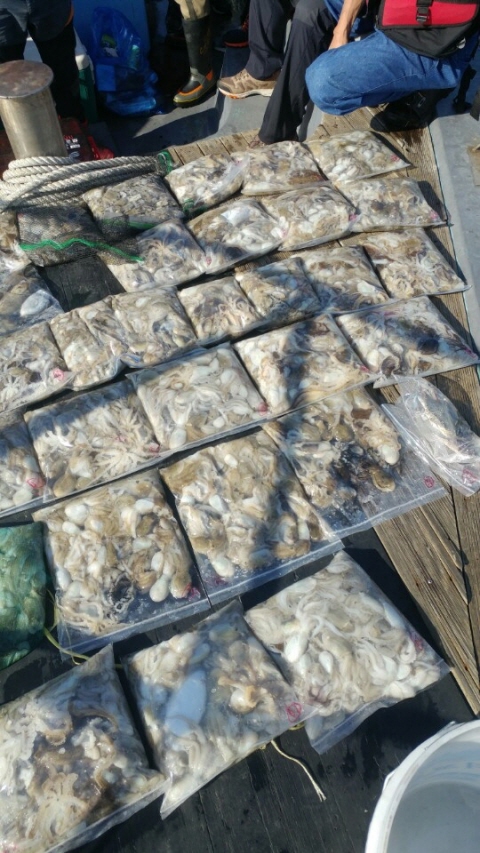 9월14일 아라2호 18kg~쭈꾸미 초대박~