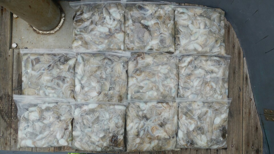 9월5일 아라2호 쭈꾸미출조