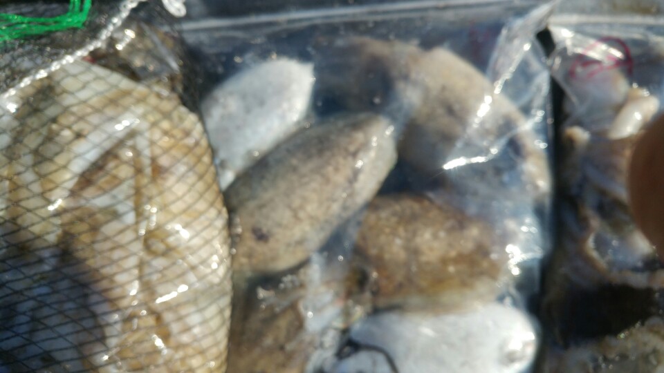 9월14일 아라2호갑오징어,쭈꾸미