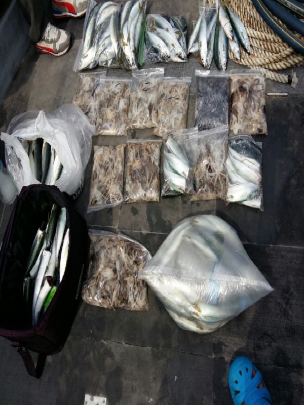 9월23일 아라호 주간쭈꾸미,고등어