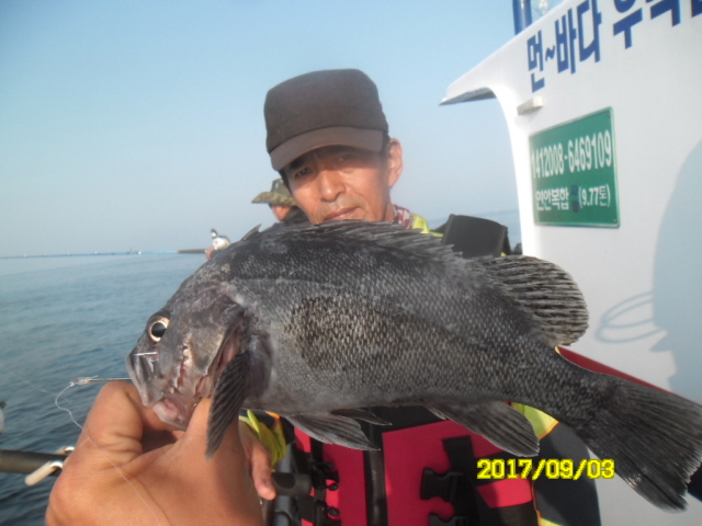 9월3일 아라호 먼~우럭 대박 대박