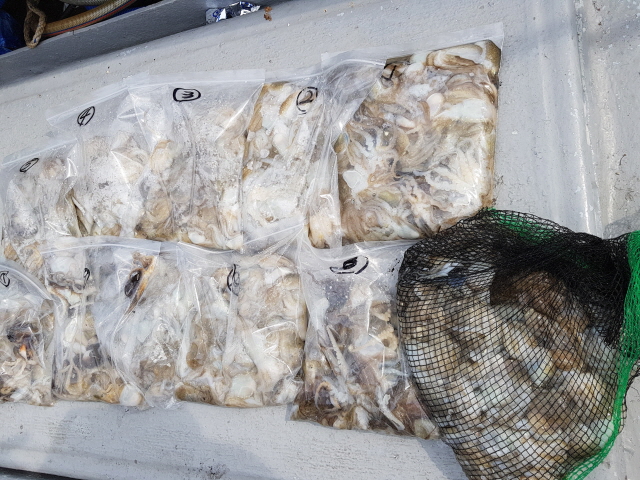 9월9일 올스타호 쭈꾸미조황