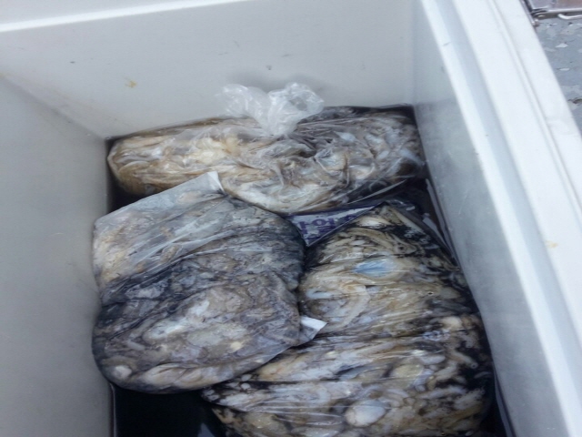 9월23일 올스타호 쭈꾸미