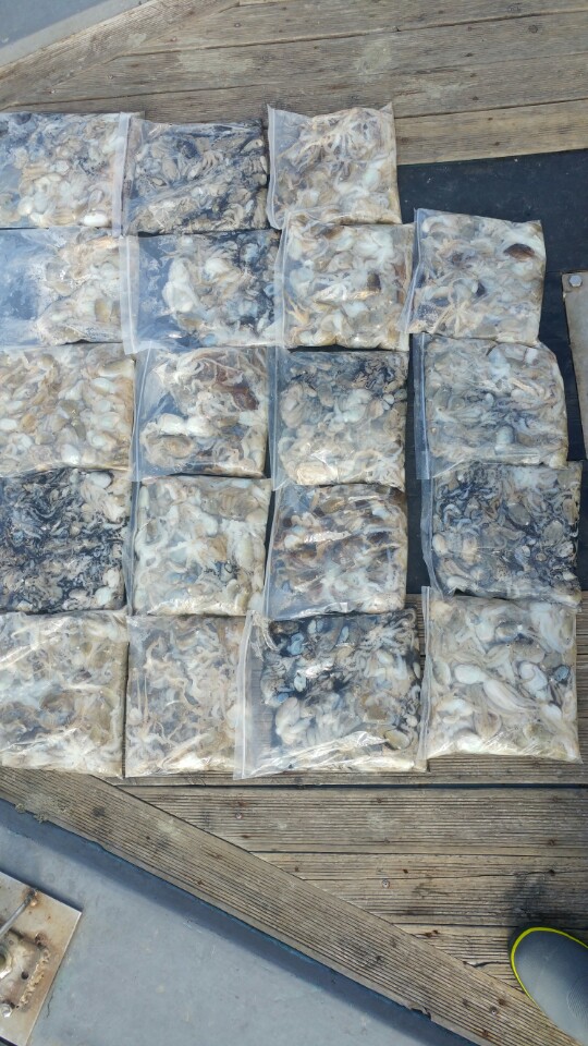 9월15일 아라2호 쭈꾸미출조