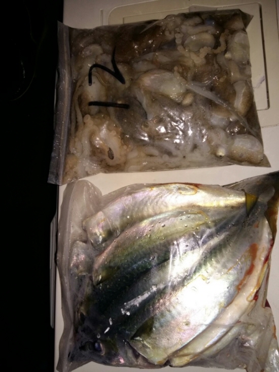 9월24일 아라호 야간쭈꾸미와 고등어