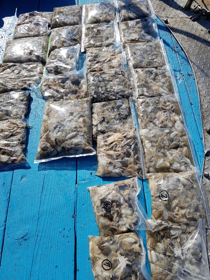 9월13일 올스타호 쭈꾸미출조