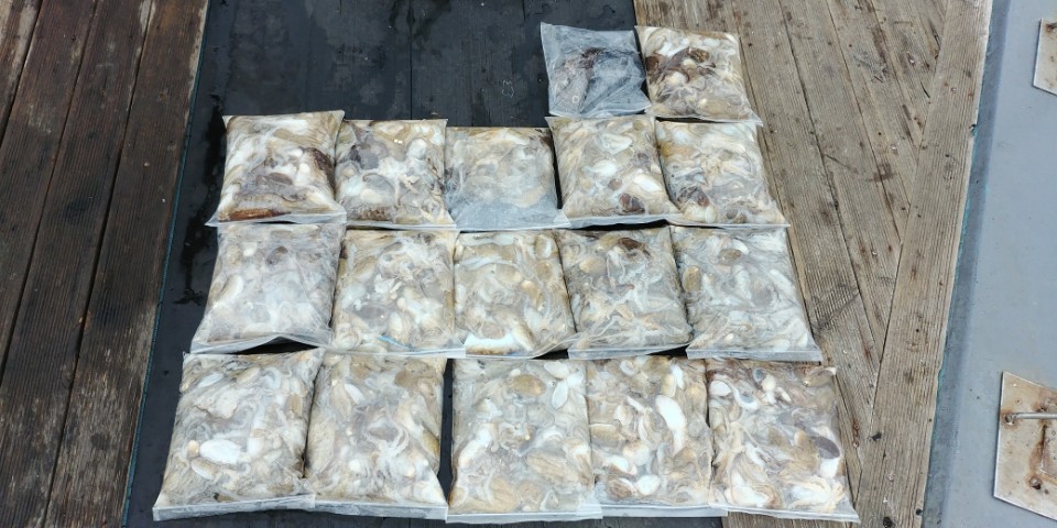 9월26일 아라2호 쭈꾸미