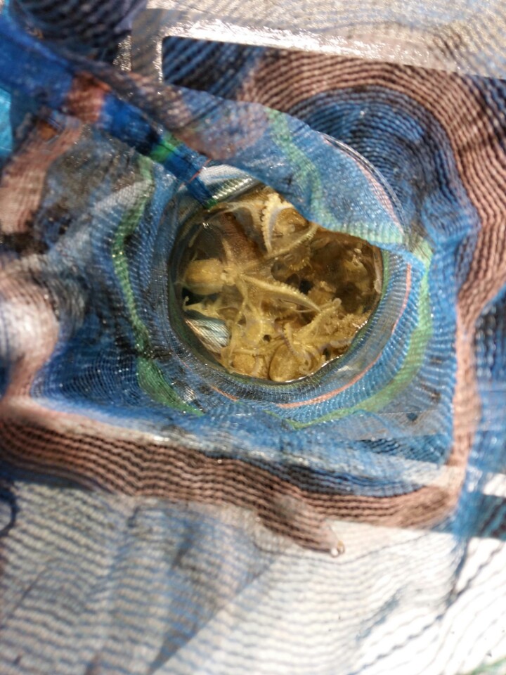 9월21일 아라호 야간쭈꾸미,고등어출조