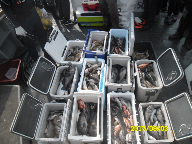 9월3일 아라호 먼~우럭 대박 대박