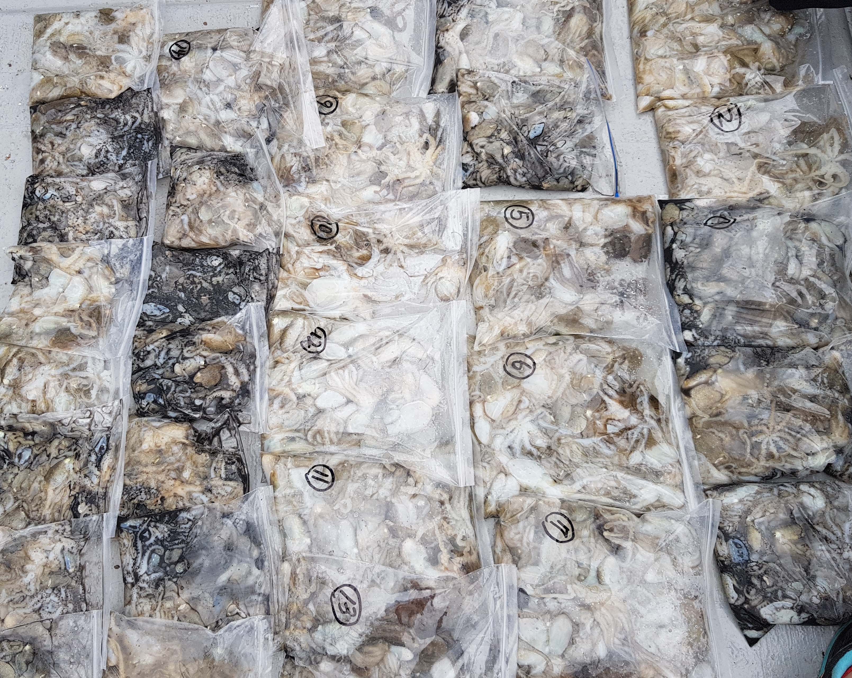 9월10일 올스타호 쭈꾸미조황