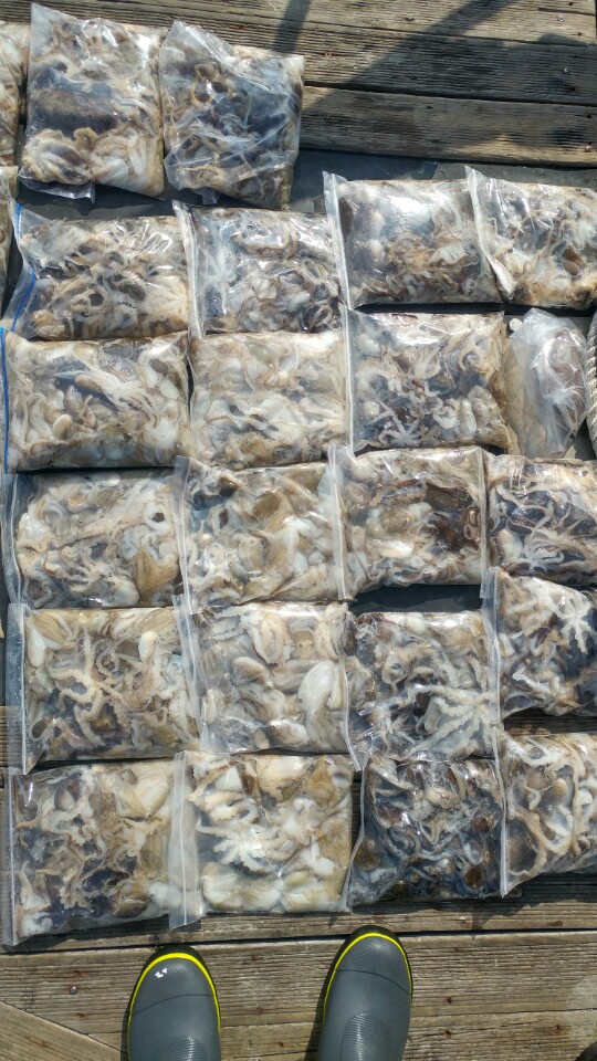 9월18일 아라2호 쭈꾸미