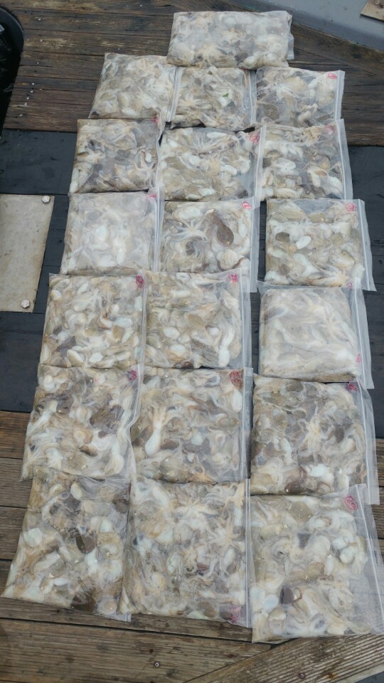 9월10일 아라2호 쭈꾸미출조