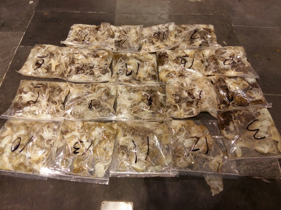 9월10일 아라호 야간 쭈꾸미출조