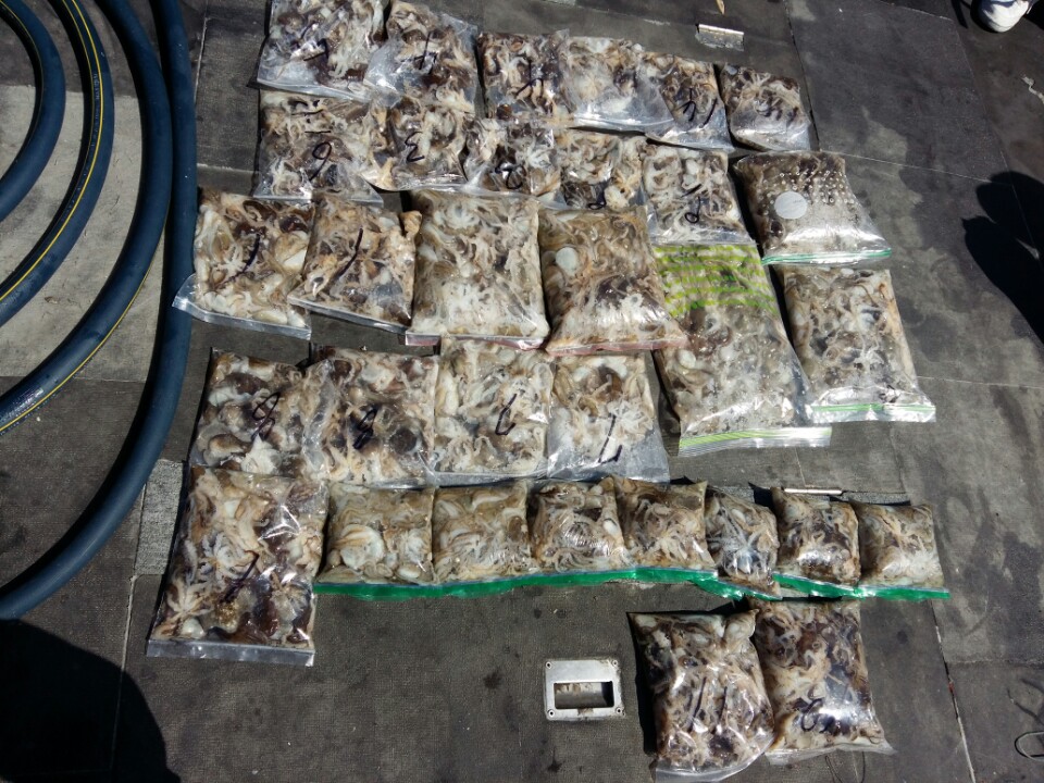 9월15일 아라호 주간쭈꾸미