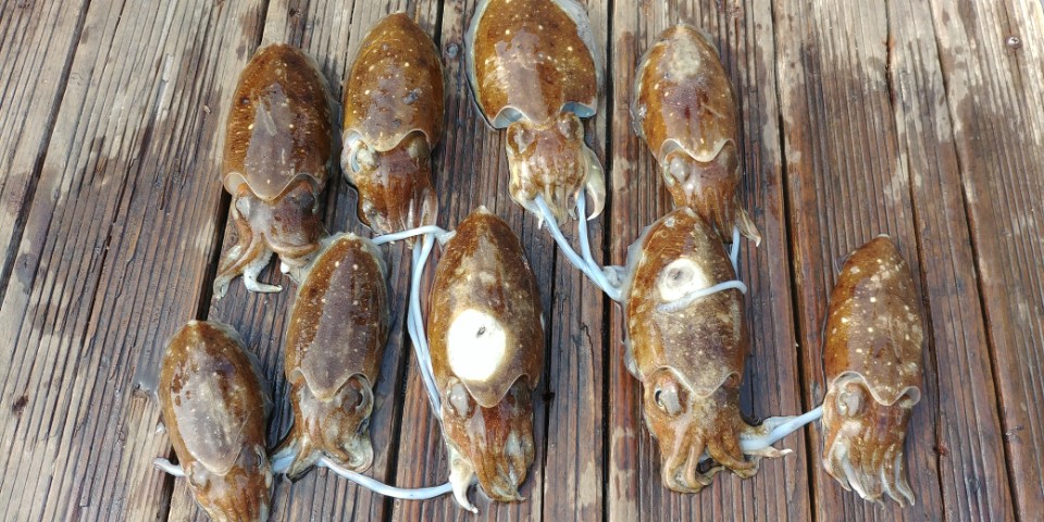 9월24일 아라2호 쭈꾸미