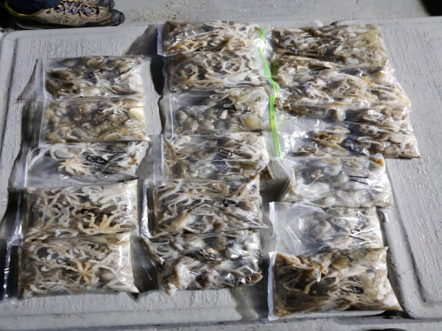 9월14일 올스타호 야간쭈꾸미