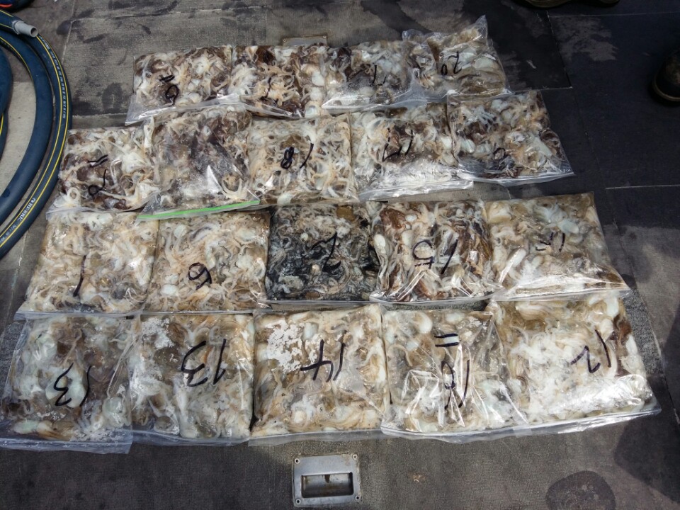 9월9일 아라호 주간쭈꾸미