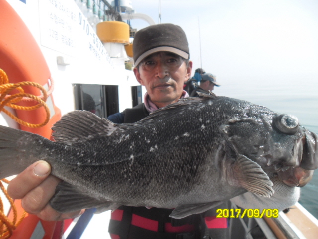 9월3일 아라호 먼~우럭 대박 대박
