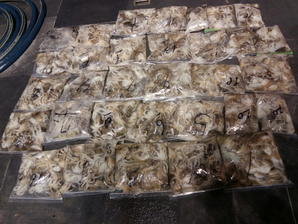 9월8일 아라호 야간쭈꾸미 조황