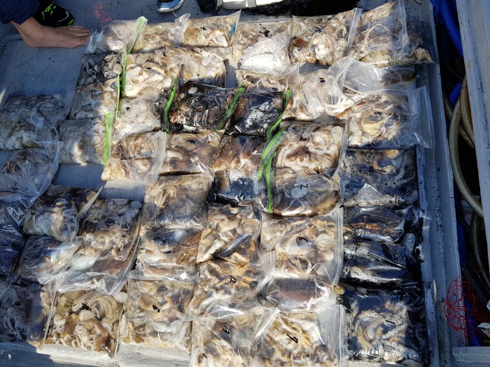 10월15일 올스타호 쭈,갑오징어출조