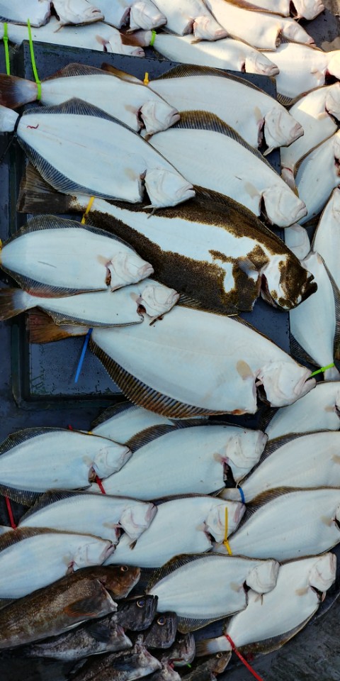 10월17일 광어다운샷&외수질