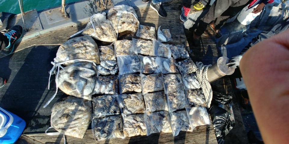 10월15일 아라2호 쭈,갑오징어출조