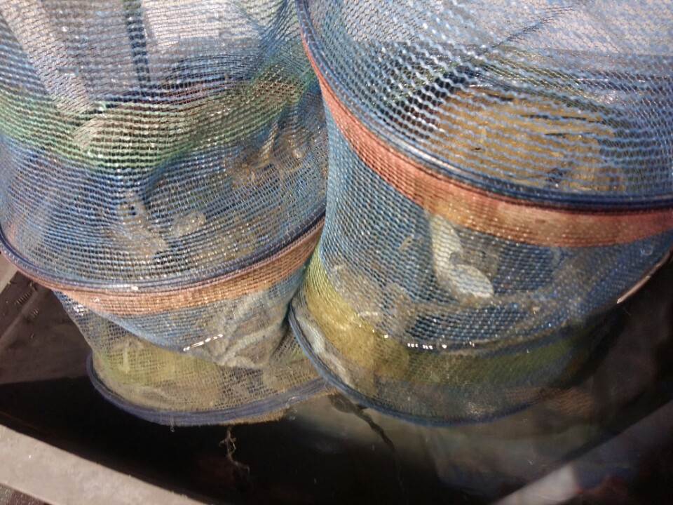 10월8일 아라호 야간쭈꾸미