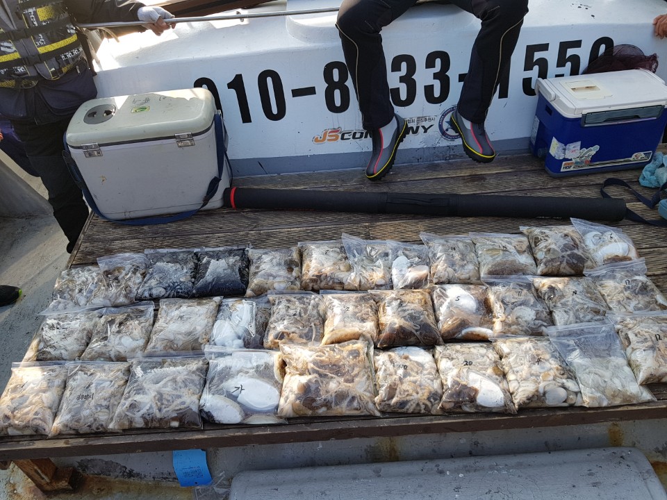 10월16일쭈,갑오징어