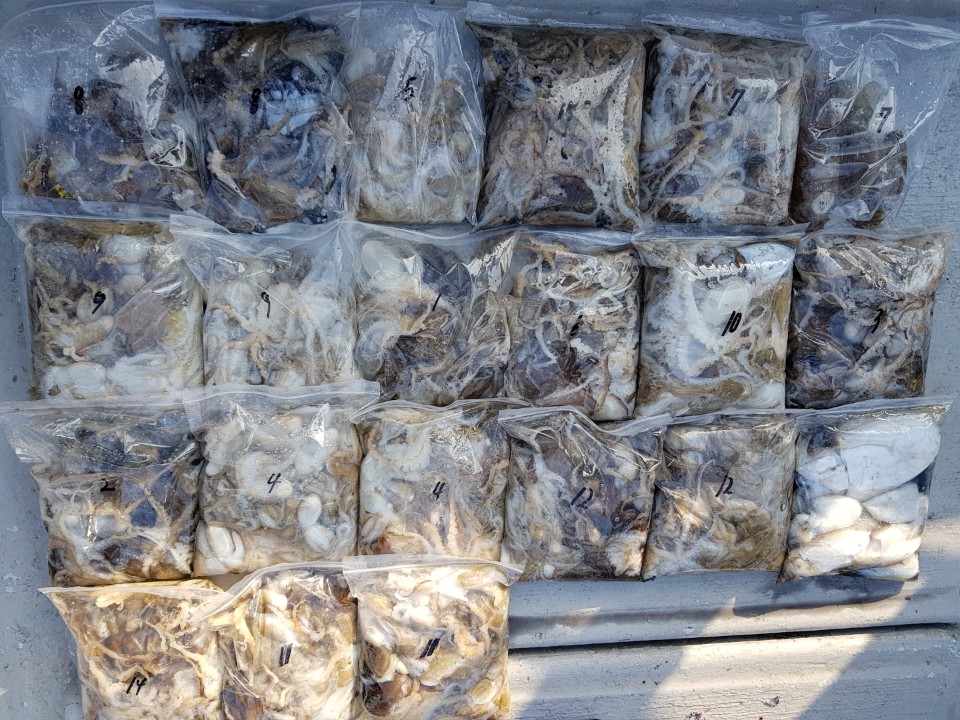 10월8일 올스타호 쭈.갑오징어출조