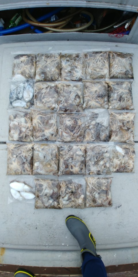 10월12일 올스타호 쭈,갑오징어