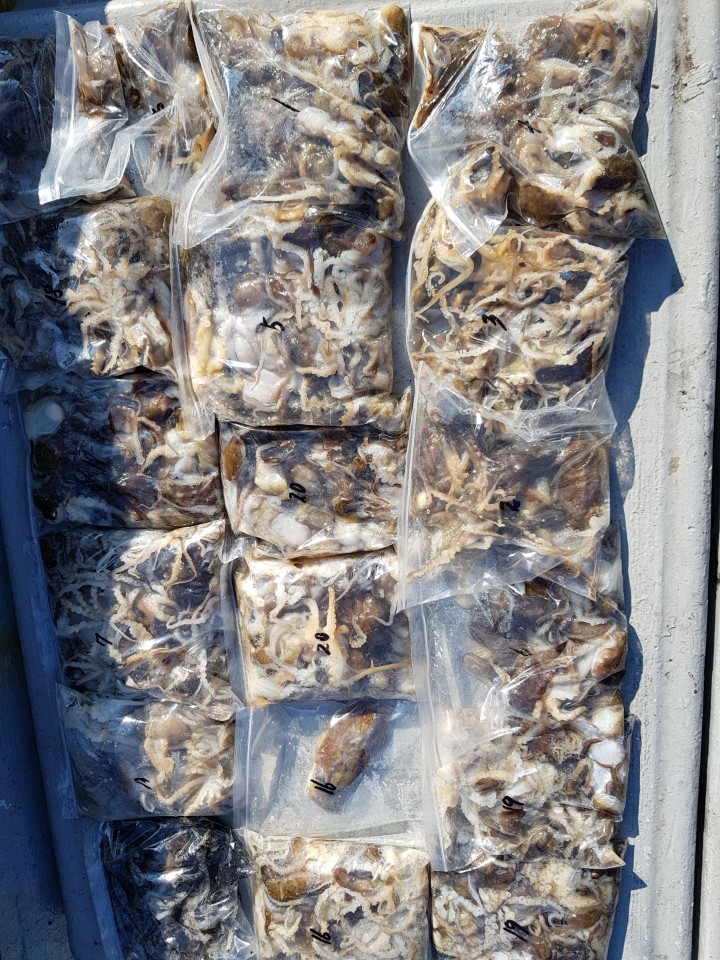 10월9일 올스타호 쭈,갑출조