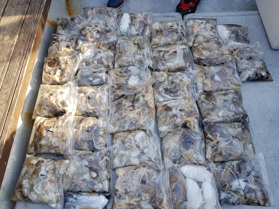 10월14일 올스타호 쭈.갑오징어출조