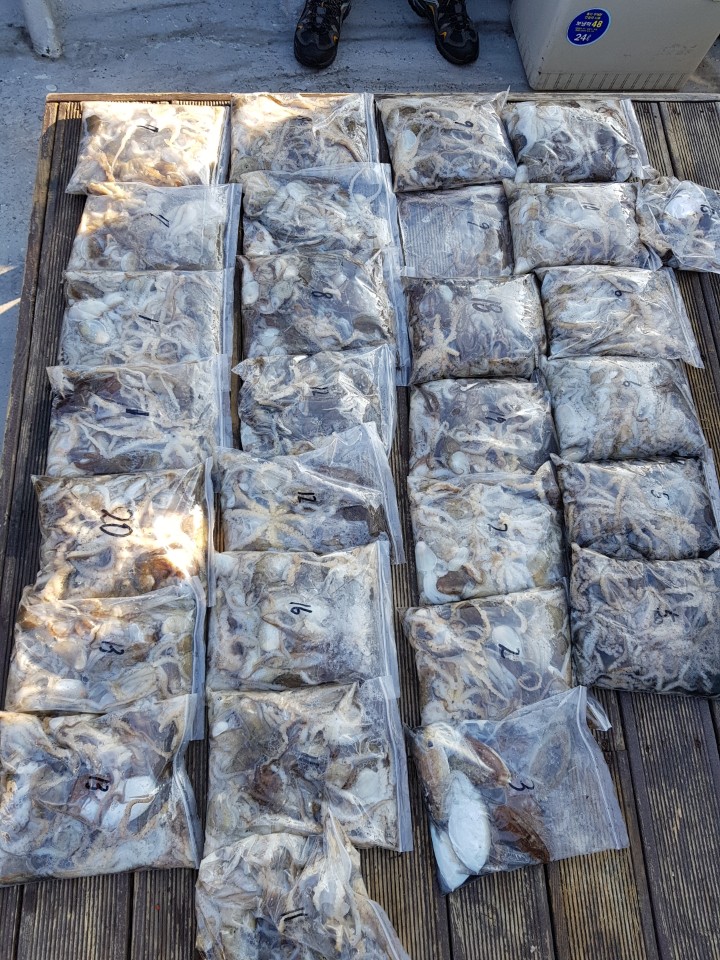 11월12일 쭈,갑오징어출조