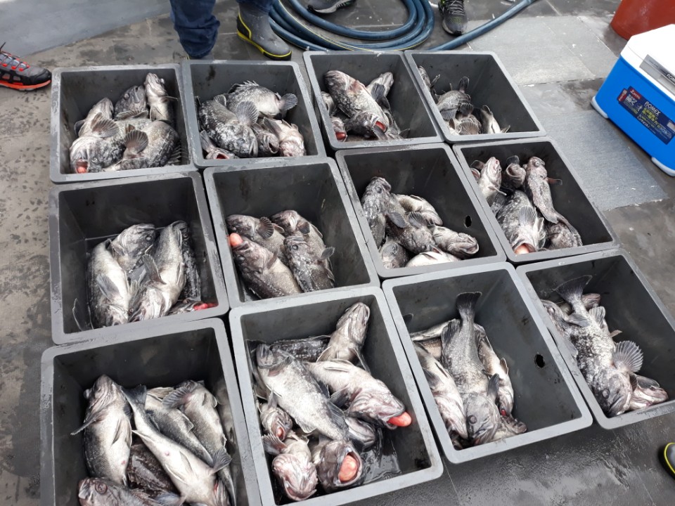 1월7일 대박조황