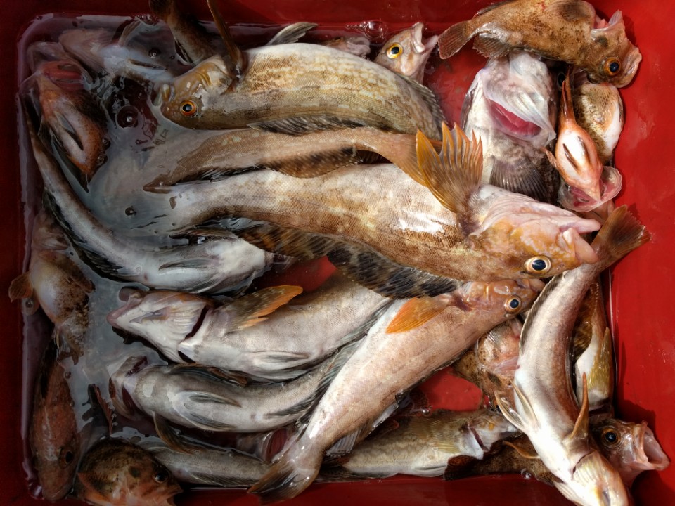 3월29일 올스타호 근해 우럭