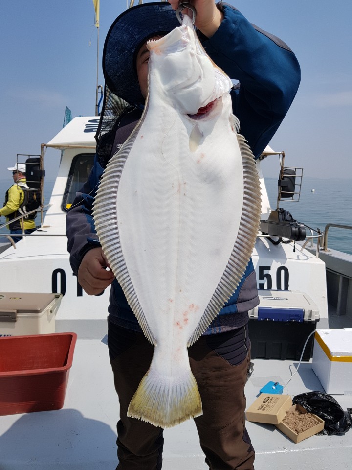 4월29일 진두낚시 올스타호 광어탐사