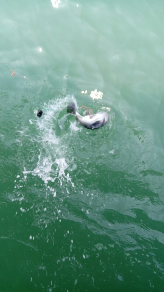 4월25일 영흥도 진두낚시 아라호 먼바다우럭 4부