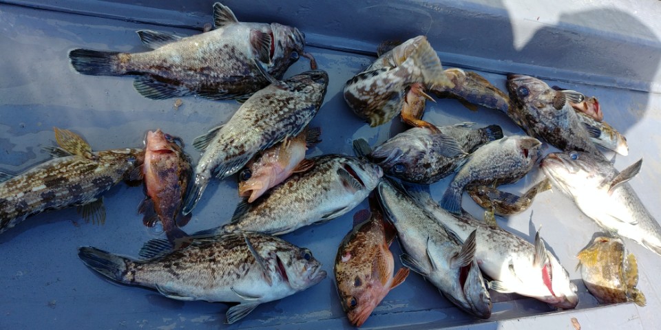 4월21일 진두낚시 아라2호 종일낚시