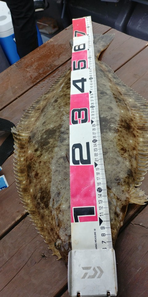 5월27일 진두낚시 아라2호 대광어다운샷출조