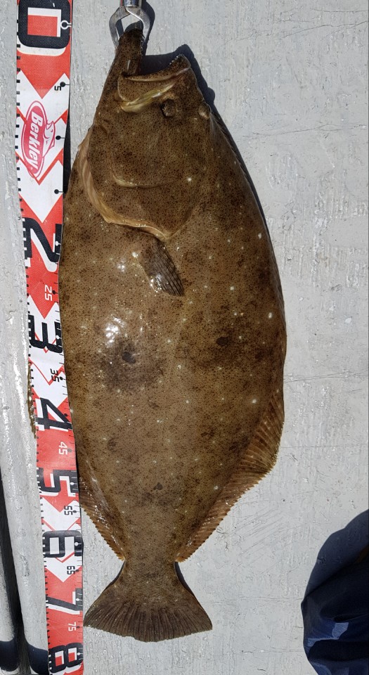 5월25일 진두낚시 올스타호 대광어다운샷출조