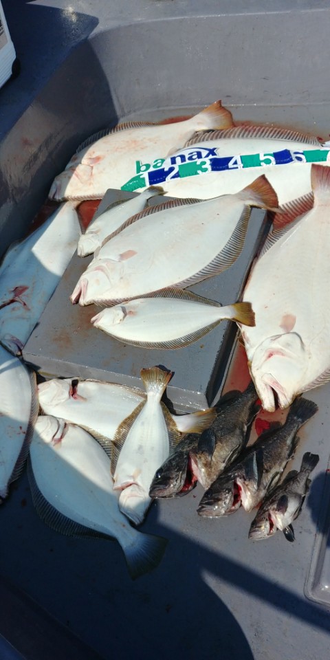 5월26일 진두낚시 아라2호 대광어다운샷출조